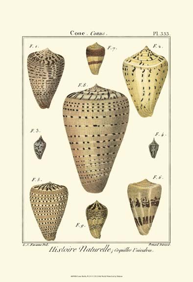 Cone Shells, Pl. 333