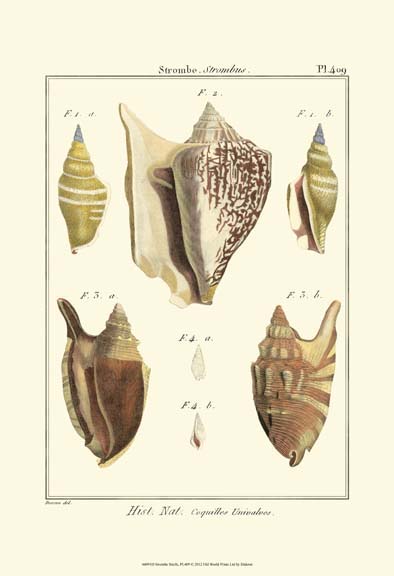 Strombe Shells, Pl. 409