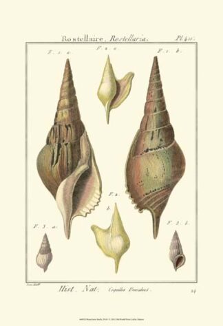 Rostellaire Shells, Pl. 411