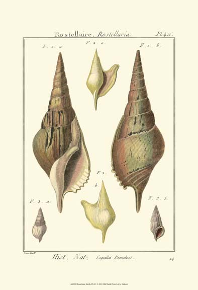 Rostellaire Shells, Pl. 411