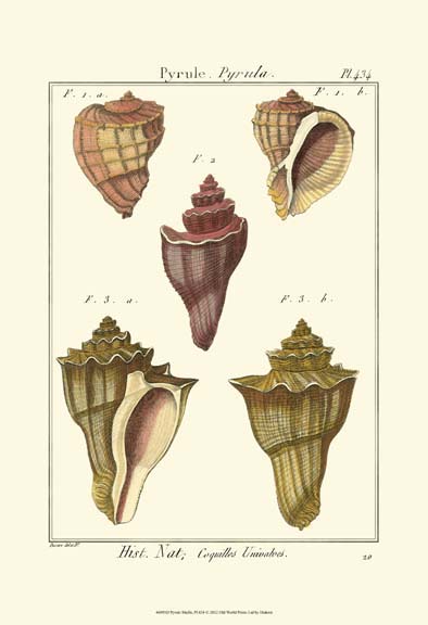 Pyrule Shells, Pl. 434