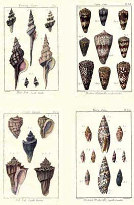 Miniatrue Shells