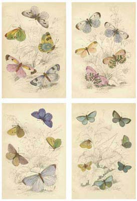 Jardini Butterflies
