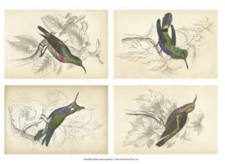 Jardini Hummingbirds