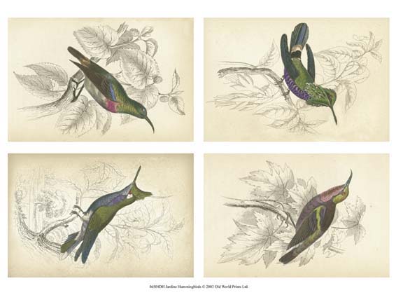 Jardini Hummingbirds