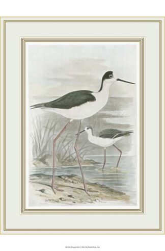 Winged Stilt