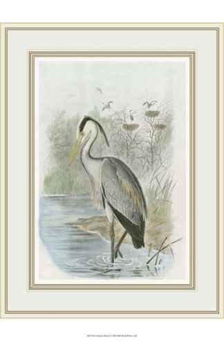 Common Heron