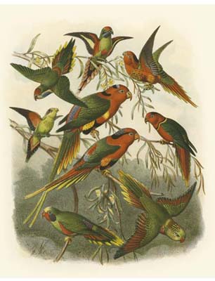 Red Cassel Birds I