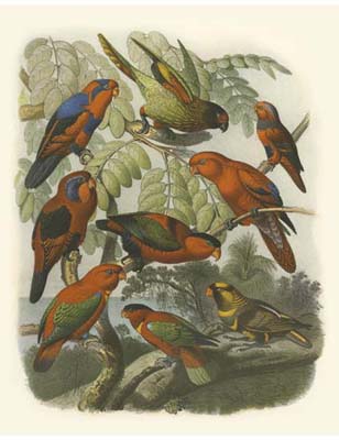 Red Cassel Birds II