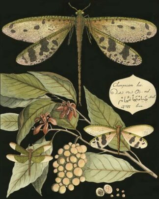 Whimsical Dragonfly on Black I