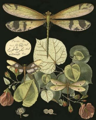 Whimsical Dragonfly on Black II