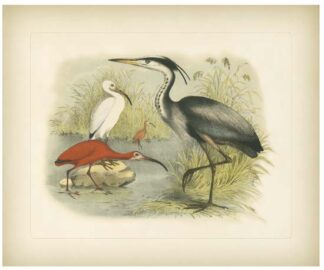 Heron & Ibis