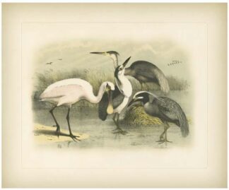 Egret & Heron
