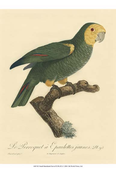 Small Barraband Parrot PL 98 (IP)