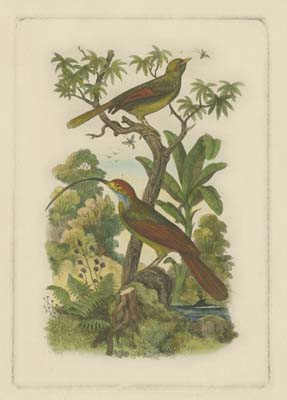Exotic Birds I