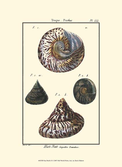 Sea Shells II