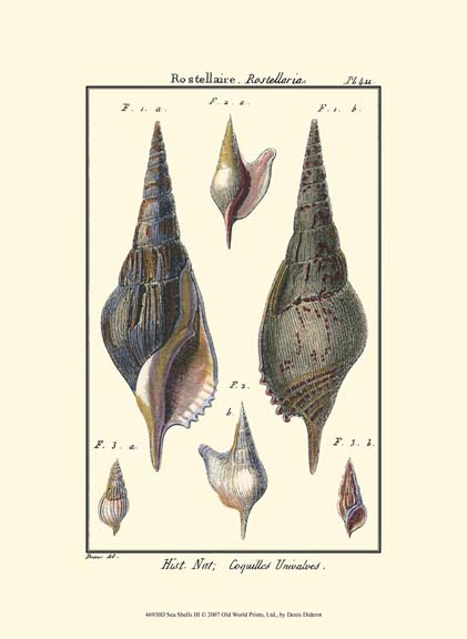 Sea Shells III