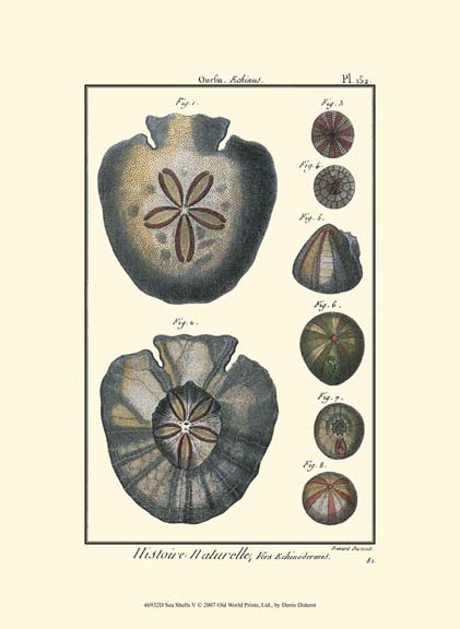Sea Shells V