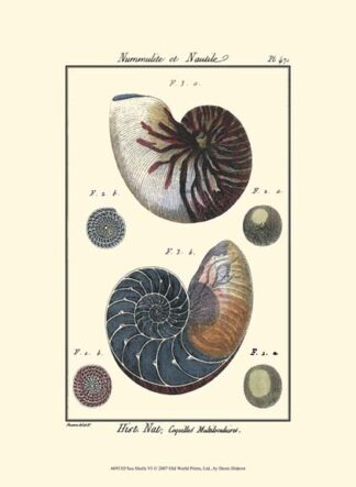 Sea Shells VI