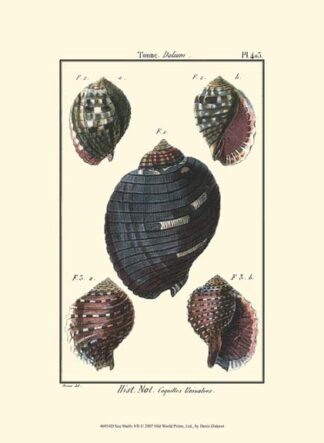 Sea Shells VII