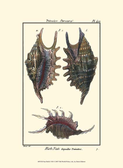 Sea Shells VIII
