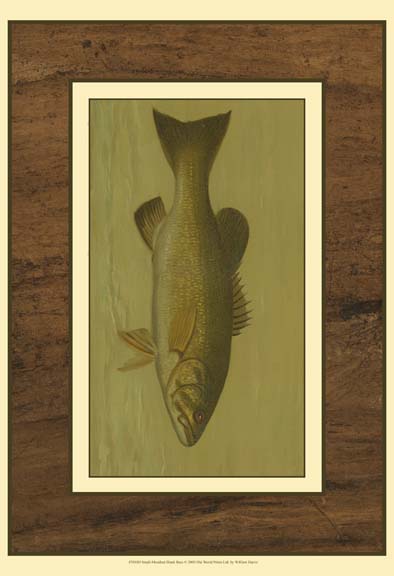 Small-mouthed Black Bass