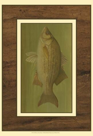 White or Silver Bass