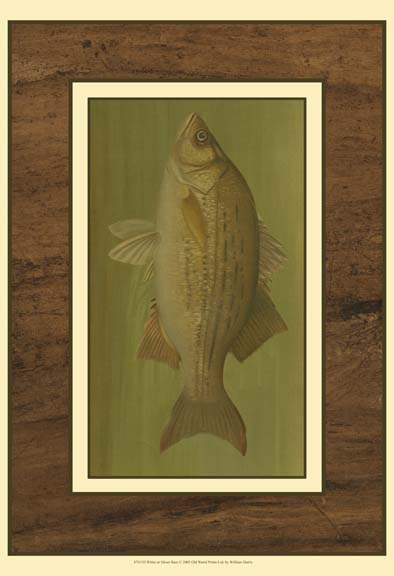 White or Silver Bass