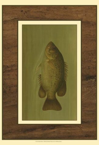 Rock Bass
