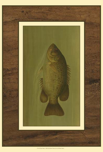 Rock Bass