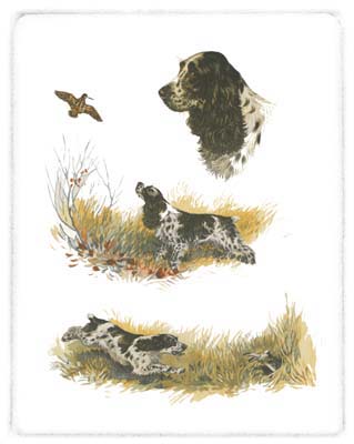 Cocker Spaniel