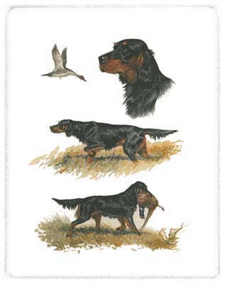Gordon Setter
