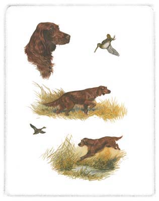 Irish Setter