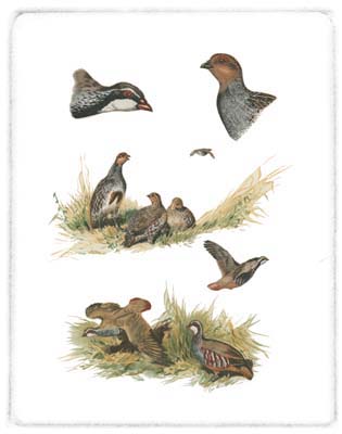 Partridge