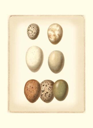 Bird Egg Study II