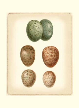 Bird Egg Study V