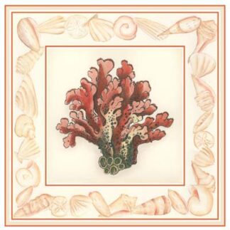 Coral with Shell Border IV