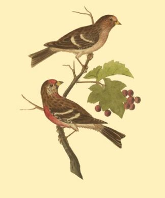 Antique Bird Pair II