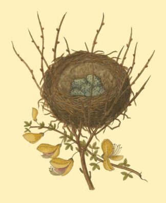 Antique Bird's Nest II