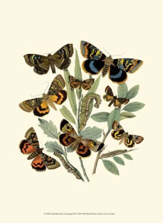 Small Butterfly Gathering III