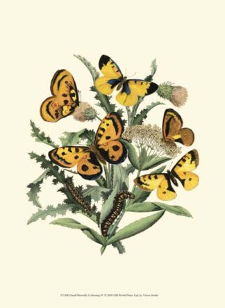 Small Butterfly Gathering IV