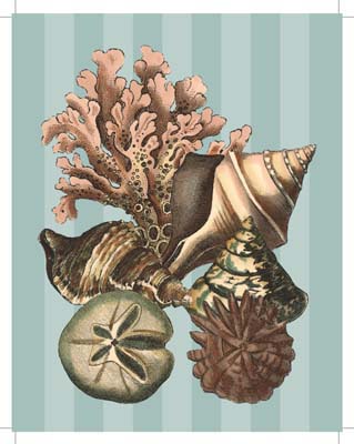 Shell and Coral on Aqua I