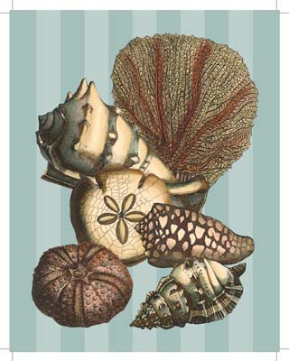 Shell and Coral on Aqua II