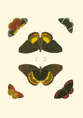 Cramer Butterfly Study I