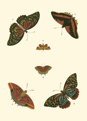 Cramer Butterfly Study II