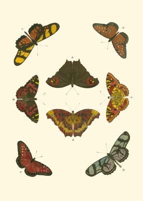 Cramer Butterfly Study IV