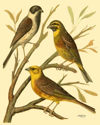 Domestic Bird Family I