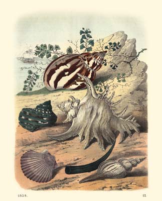 Shell Composition II