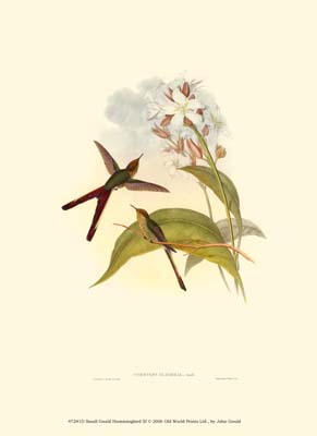 Small Gould Hummingbird III