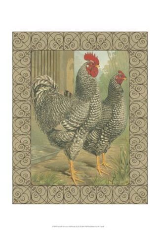 Cassell's Roosters with Border II